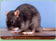 rat control Bradford On Avon